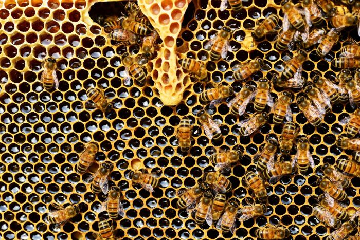 l'abeille auboise.jpg l'abeille auboise
