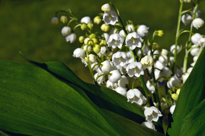 muguet. CP Peggychoucair.jpg muguet. CP Peggychoucair.jpg