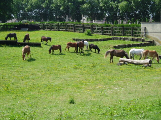 les poneys et chevaux dans les prés et terrain croos.JPG Gîte Loisirs Méry