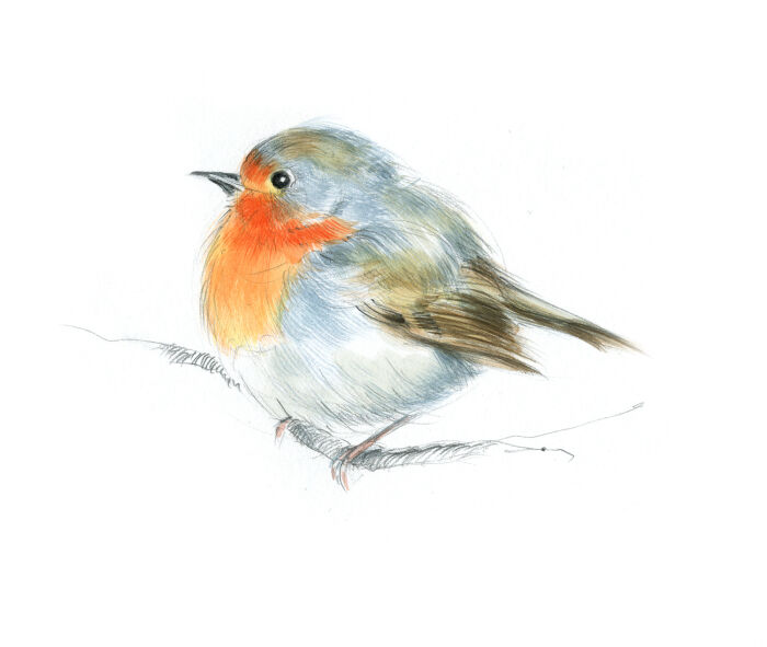5 Rouge gorge_1500pix.jpg Vernageau Sylvie
