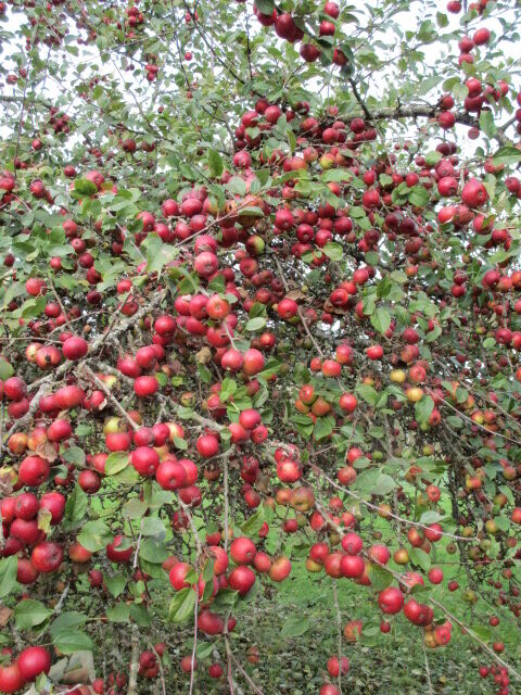 automne2013 034.JPG otoa