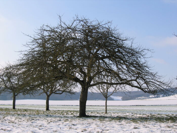 Début 2013 007.JPG otoa