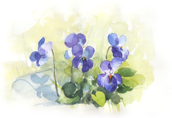 3 violettes 15_1000pix.jpg Vernageau Sylvie