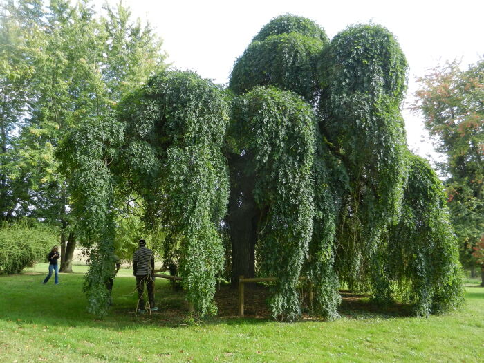 Sophora du japon (7).JPG Tabéa Posteaux