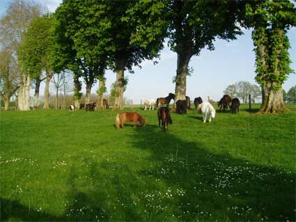 poneyspre2.jpg Ferme équestre de Lagesse