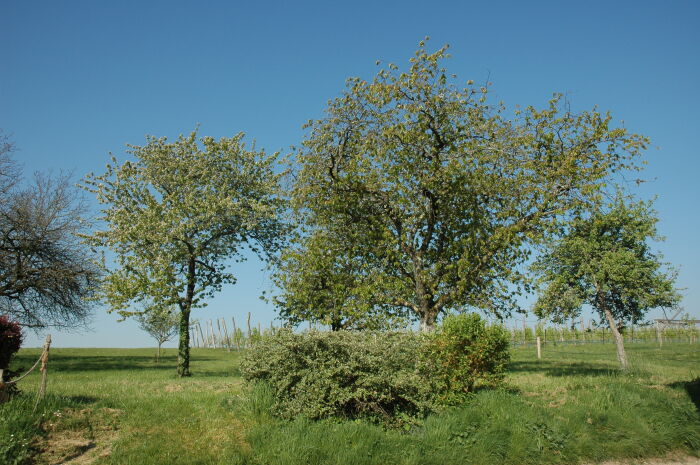Photo_2.jpg Musée du cidre et magasin de la ferme