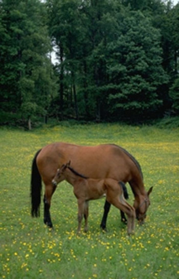 Circuits équestres du Parc Naturel Régional de la Forêt d'Orient