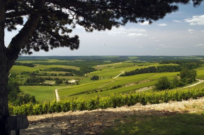 Tour des Vignes