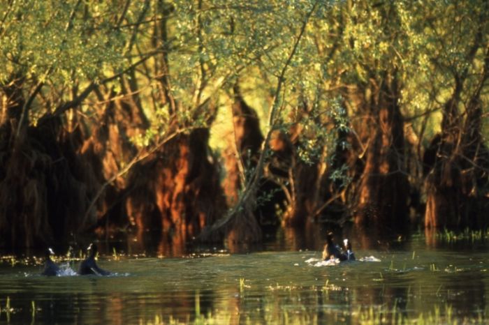 La Forêt du Petit-Orient