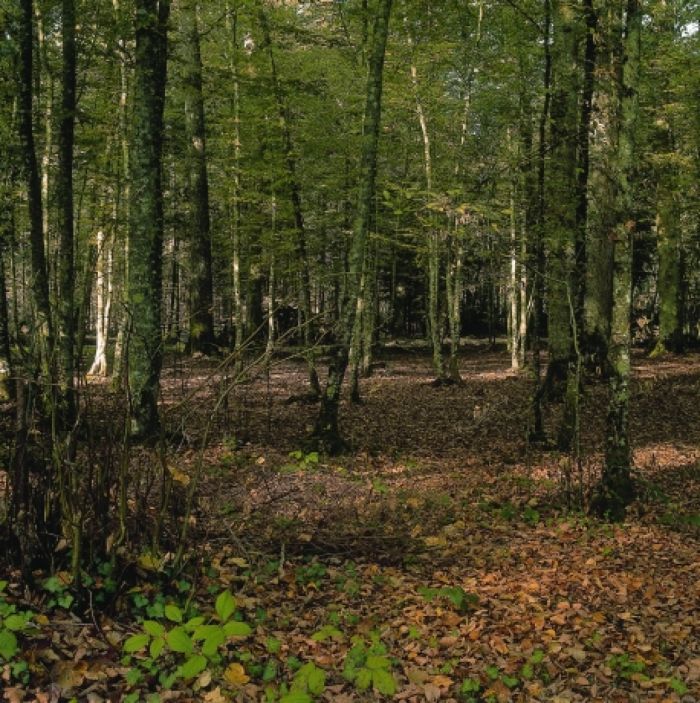 La Forêt du Grand-Orient