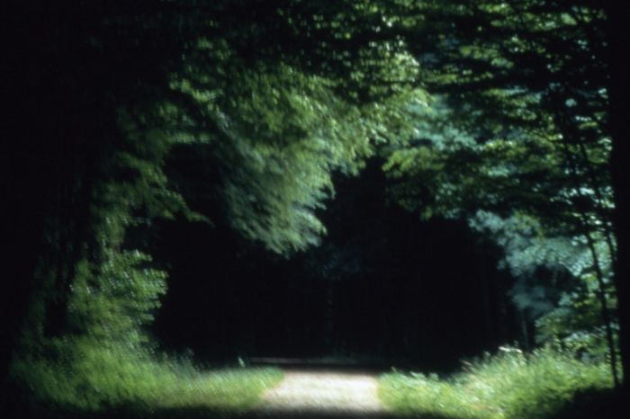 La Forêt de Larivour