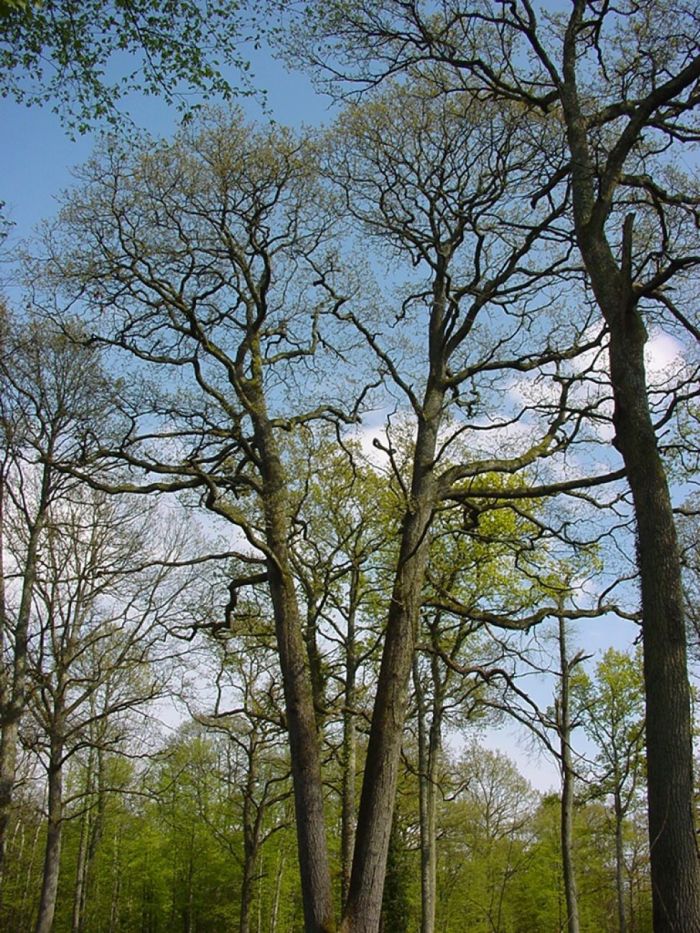 Forêt du Temple