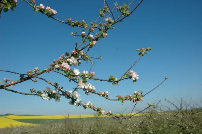 Photo Pays d'Othe - Crédit Photo CDT Aube en Champagne 012