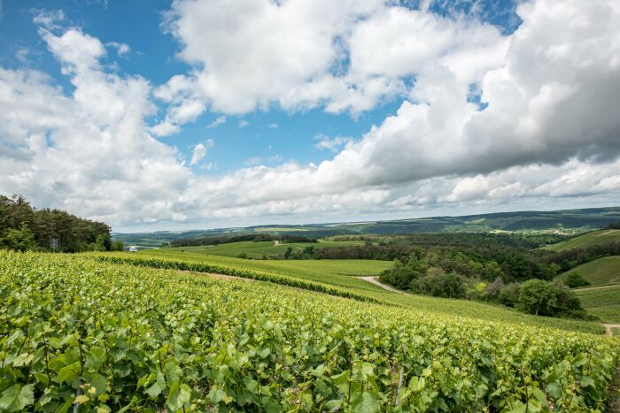Paysages vertical Vignes des Riceys - ®CDT Aube.jpg CDT Aube