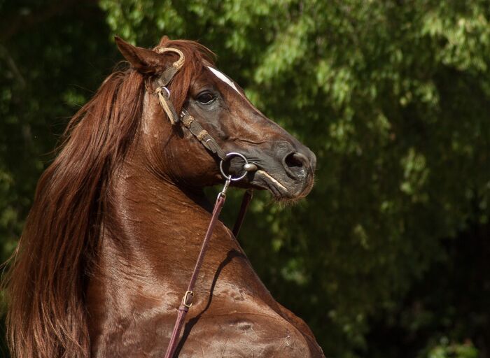 horse-1438258_1280.jpg © jackmac34 - Pixabay