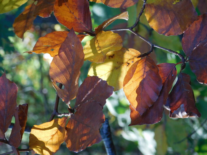 DSCN4689.JPG E Dupin de la Gueriviere