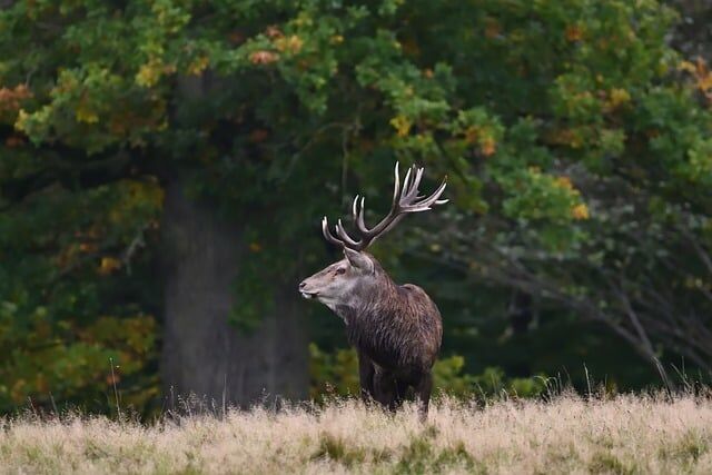 jggrz-deer-9891816_640.jpg jggrz - pixabay