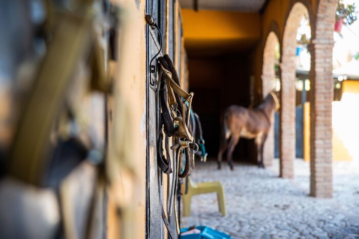 horse-7508425_1280.jpg Pixabay