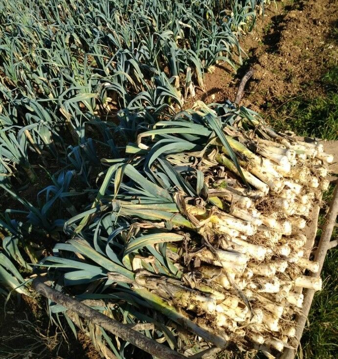 coté légumes 1.jpg coté légumes