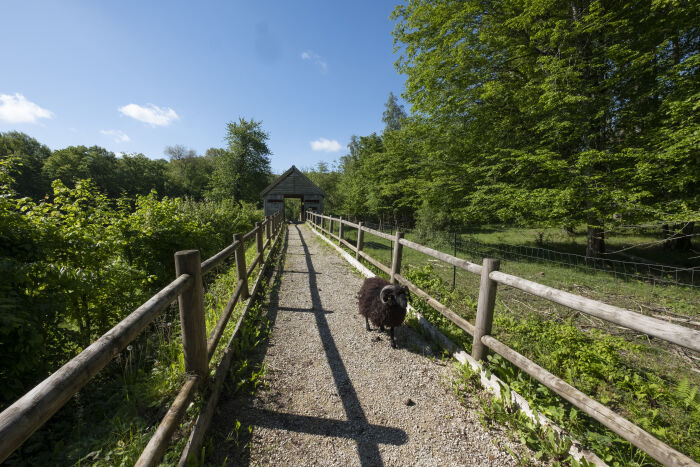 Mouton d'Ouessant-.JPG PnrFO