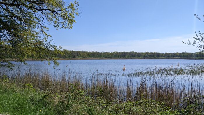2022 Avril - Etang de Ramerupt, réserve naturelle natonale © OTGLC - AL (43).jpg OT Grands Lacs de Champagne - A. Loison