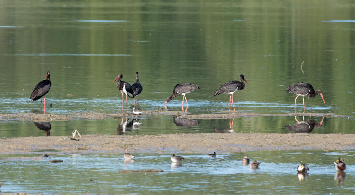 Cigogne noire.JPG Christine Tomasson