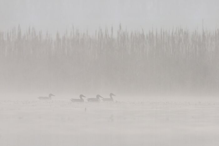 Canards_Crédit C.Tomasson.JPG C.Tomasson