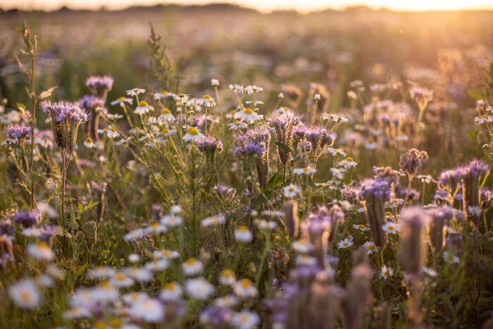 beautifully-blossomed-daises-gleaming-sunrays-field.jpg © wirestock - Freepik