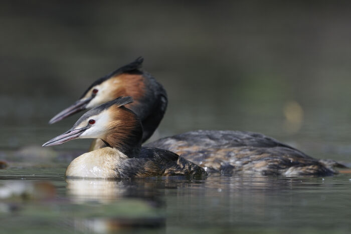 Grèbe Huppée.JPG Christine Tomasson