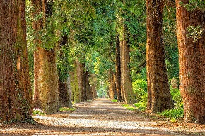 avenue-2215317_1280.jpg © Tama66 - Pixabay