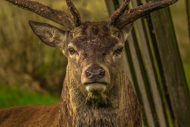 diego_torres-deer-952744_640.jpg Pixabay