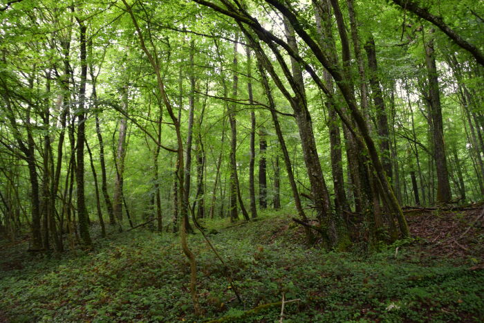 Forêt. CP Ambre Cnudde (1).JPG Ambre Cnudde