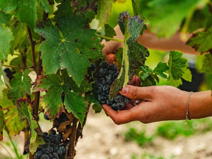 Apronie8.jpg Domaine D'Apronie