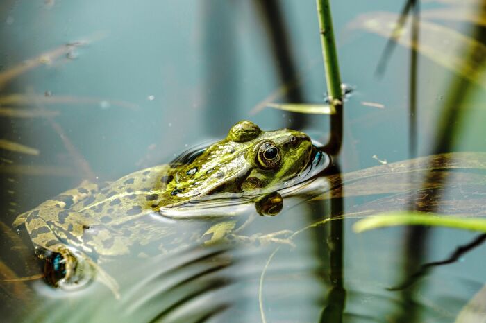amphibian-7253136_1280.jpg Pixabay