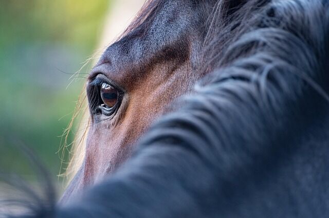 wal_172619-horse-5628882_640.jpg wal_172619 - Pixabay