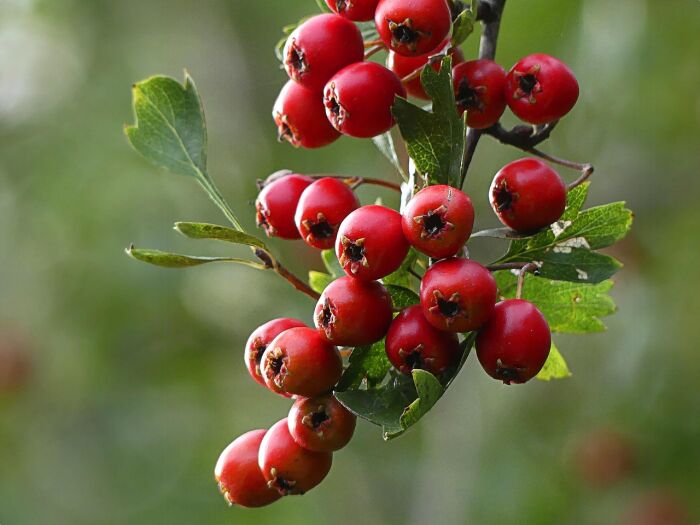chokeberry-7452839_1280.jpg pixabay