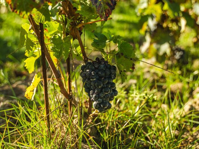 Apronie6.jpg Domaine D'Apronie