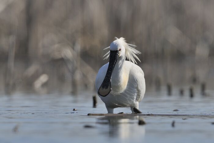 Spatule blanche.JPG Christine Tomasson