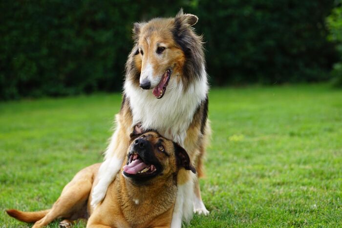 dogs-6463032_1280.jpg © mariuszopole - Pixabay