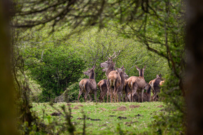 Cerf.jpg Alain Gobert