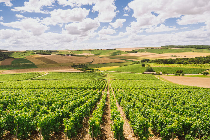 Champagne Edouard Duval.jpg Champagne Edouard Duval