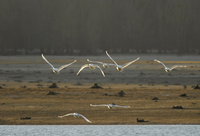 Cygne Tuberculé_Crédit C.Tomasson.JPG C.Tomasson