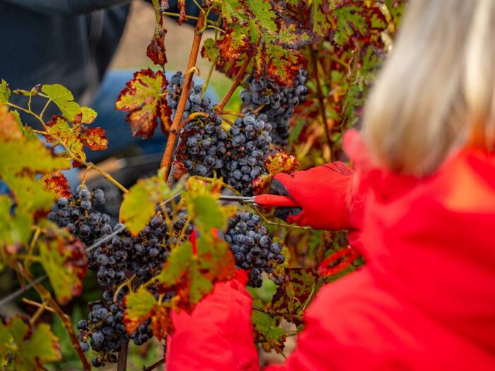 Apronie17.jpg Domaine D'Apronie