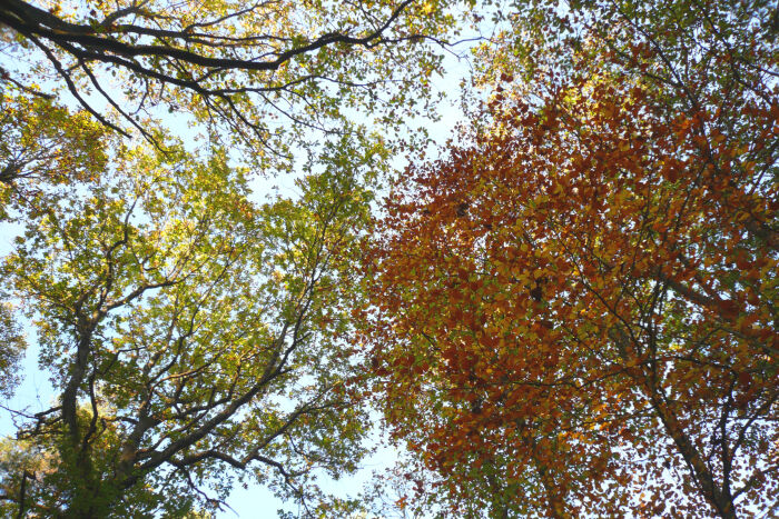 Arbres. CP Vincent ALBERT-BRUNET.jpg Vincent ALBERT-BRUNET