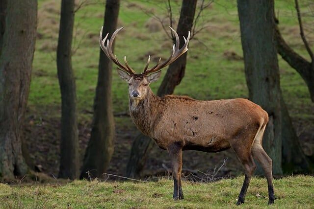 jggrz-red-deer-10289972_640.jpg Pixabay