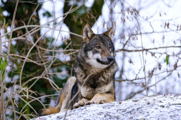 wolf-6912073_1280.jpg pixabay