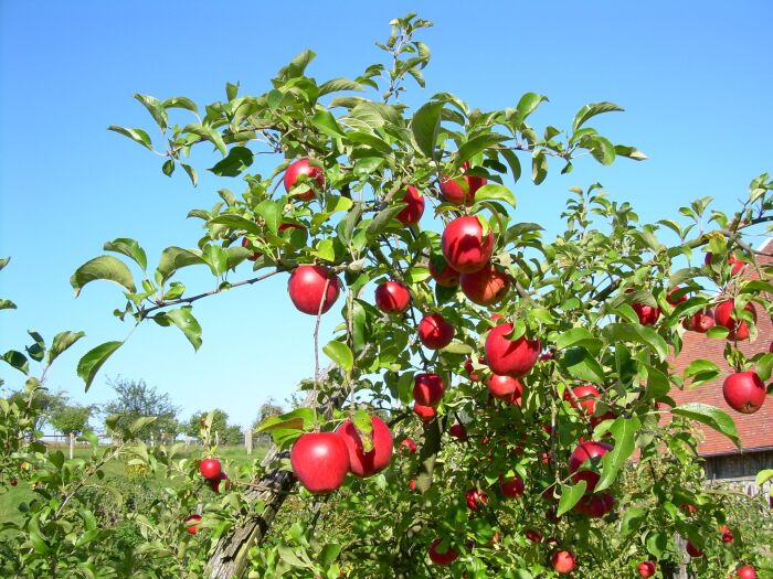 Pommier.JPG Ferme des Charmes