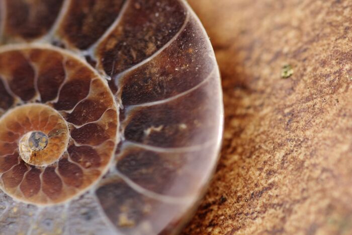 fossile.jpg pixabay