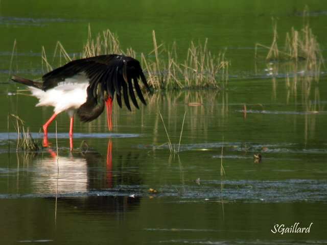 Cigogne noire.jpg PnrFO - S.Gaillard