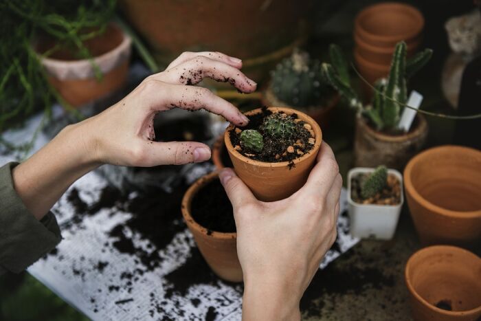 Plante. CP rawpixel.jpg Plante. CP rawpixel.jpg